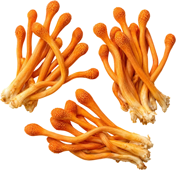 Cordyceps, oranžové paličkovité plodnice.