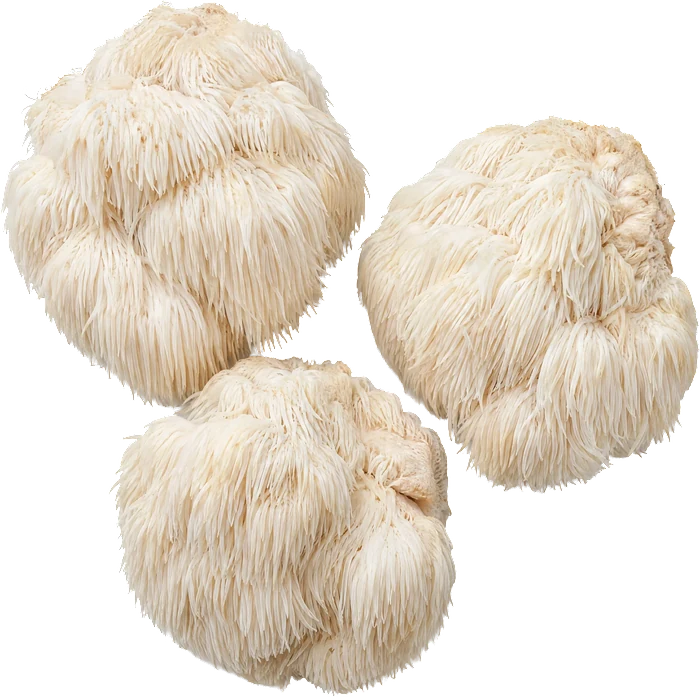 Lion's Mane, bílé třepenité plodnice.